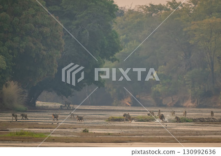 Troop of yellow baboons walk along river 130992636