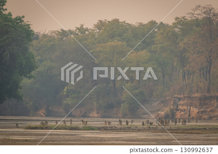 Troop of yellow baboons walk down river 130992637