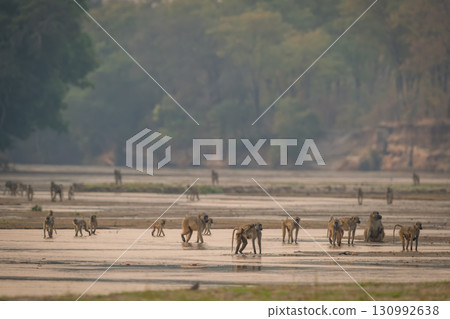 Troop of yellow baboons walking across mudflats 130992638