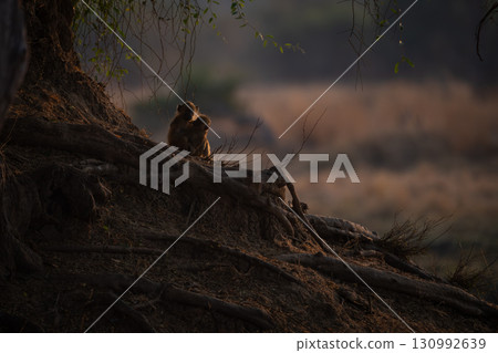 Two backlit yellow baboons grooming under tree 130992639
