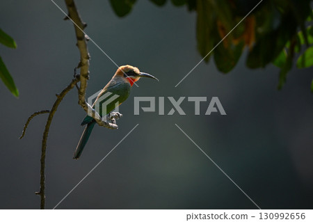 White-fronted bee-eater backlit on twig in profile White-fronted bee-eater backlit on twig in profile 130992656