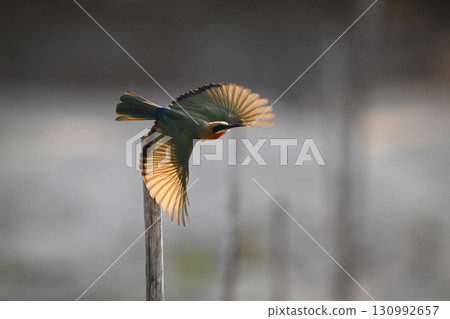 White-fronted bee-eater backlit takes off from post White-fronted bee-eater backlit takes off from post 130992657