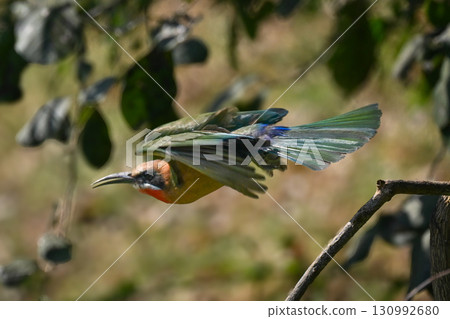 White-fronted bee-eater flies past bush in sunshine 130992680