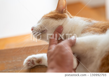 貓咬手棕虎白 貓咬手棕虎白 130992703