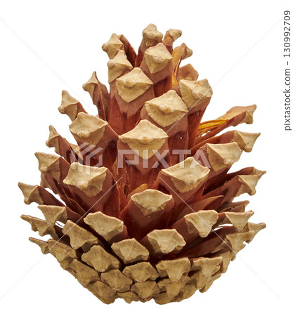 Pine cone, pine cone, white background, natural material, decoration 130992709