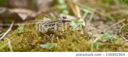 水邊的青蛙 130992904