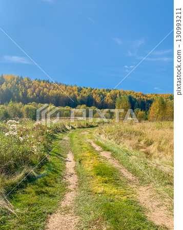 A rural road through a field in an autumn forest under a blue sky. A rural road through a field in an autumn forest under a blue sky. 130993211