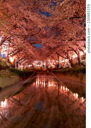 Cherry blossoms reflected on the surface of the Moto-Arakawa River Cherry blossoms reflected on the surface of the Moto-Arakawa River 130993359