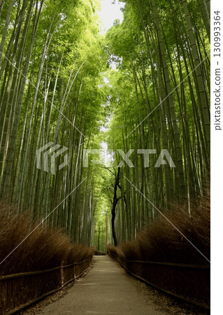 A view of the bamboo grove from the west end 130993364
