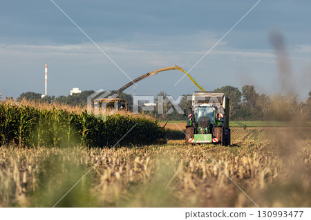 Modern forage harvester combiner harvesting silage maize corn tractor trailer corn field warm sunny autumn morning with overcast cloudy sky. Heavy agricultural machinery work. Livestock feeding corn Modern forage harvester combiner harvesting silage maize corn tractor trailer corn field warm sunny autumn morning with overcast cloudy sky. Heavy agricultural machinery work. Livestock feeding corn 130993477