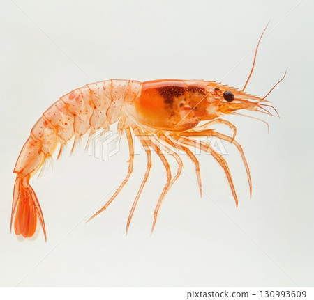 Close-up of a shrimp viewed in profile on a white background 130993609