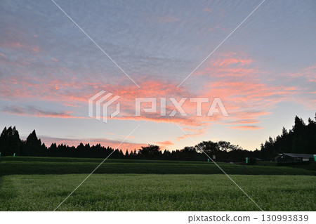 Buckwheat flower field and the morning sky Buckwheat flower field and the morning sky 130993839