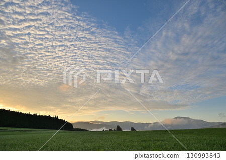 蕎麥花田和早晨的天空 130993843