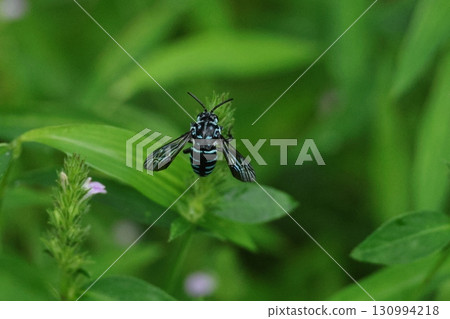 Blue Bee 130994218