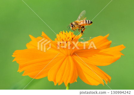 Kibana宇宙和蜂蜜蜂 130994242