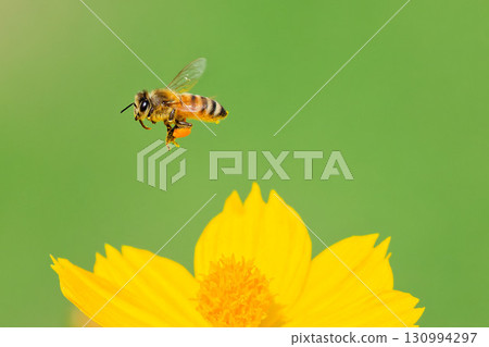 歐洲蜜蜂在花叢中飛舞 歐洲蜜蜂在花叢中飛舞 130994297