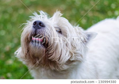 west highland white terrier white dog closeup walking in a clearing 130994380