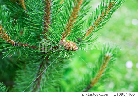 buds on a branch close-up, young pine shoots 130994460