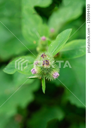 burdock lilac flowers on a blurred background of leaves burdock lilac flowers on a blurred background of leaves 130994480