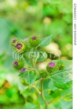 repeak with purple flowers close-up on a blurred background 130994629