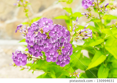 bush of lilac phlox, small flowers in a bouquet spring design 130994631
