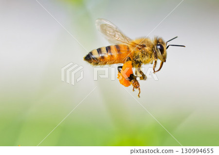 European honeybees flying over a field 130994655