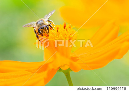 一隻蜜蜂從花中吸取花蜜 一隻蜜蜂從花中吸取花蜜 130994656