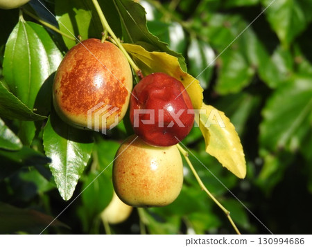 夏季棗果成熟 130994686