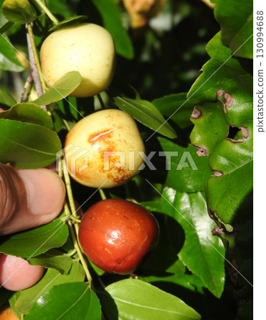 夏季棗果成熟 130994688