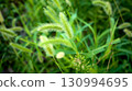 Cats 130994695