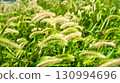 Cats 130994696