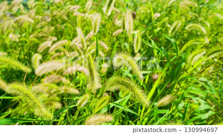 狗尾草 130994697