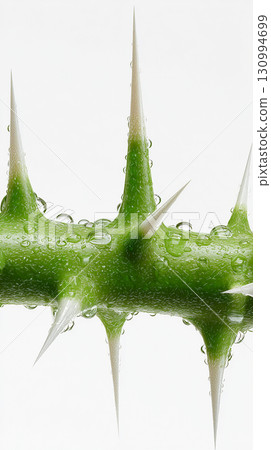 Close-Up of Green Stem with Long White Thorns and Water Droplets on White Background 130994699