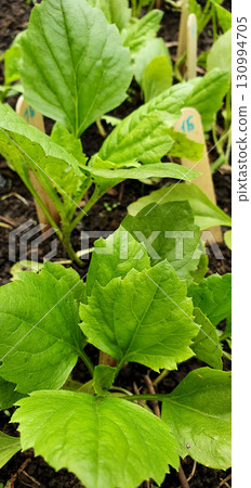 oung Aster seedlings with bright green leaves planted in rows in garden soil, marked with wooden sticks and numbers, showing early growth stage of ornamental garden flowers. oung Aster seedlings with bright green leaves planted in rows in garden soil, marked with wooden sticks and numbers, showing early growth stage of ornamental garden flowers. 130994705