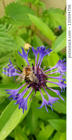 Close-up of Centaurea montana flower with a bumblebee collecting nectar, purple petals radiating around the dark center, surrounded by green foliage in natural garden light. 130994706
