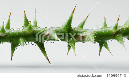 Macro View of Green Stem with Long White Thorns and Water Droplets on White Background Macro View of Green Stem with Long White Thorns and Water Droplets on White Background 130994743