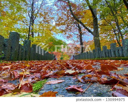 Road of fallen leaves Road of fallen leaves 130994975