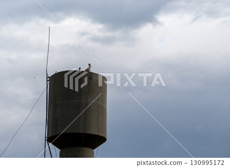 Water tower with a stork against the background of a gray gloomy sky 130995172