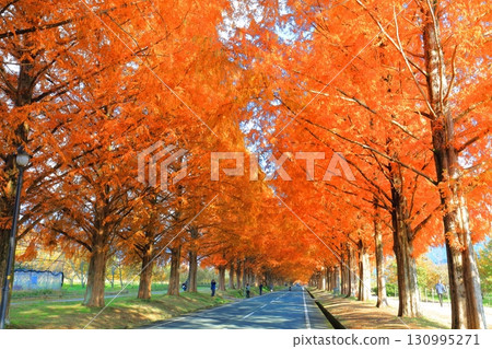 [Shiga Prefecture] Autumn foliage of Metasequoia trees at Makino Pickland 130995271