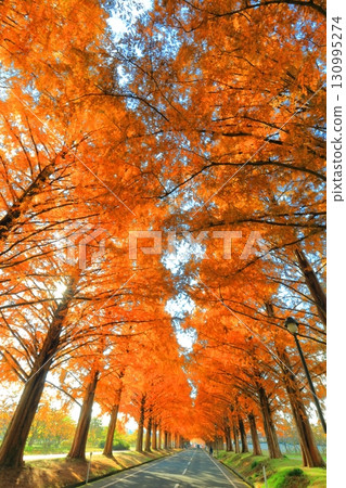 [滋賀縣]牧野採園的水杉紅葉 130995274