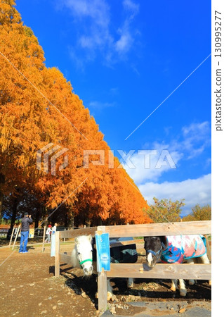 [滋賀縣]牧野採園的水杉紅葉 130995277
