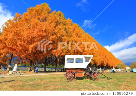 [Shiga Prefecture] Autumn foliage of Metasequoia trees at Makino Pickland 130995279