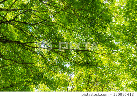 [Japan's 100 Famous Mountains] Mt. Tsurugi: Green maple leaves seen from the hiking trail in midsummer 1, Miyoshi City, Tokushima Prefecture 130995418