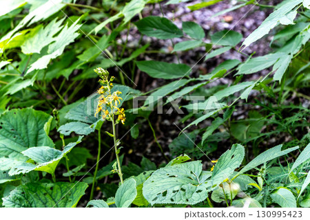 [Japan's 100 Famous Mountains] Mount Tsurugi: Midsummer Metakarako flowers blooming along the hiking trail in Mima City, Tokushima Prefecture 130995423
