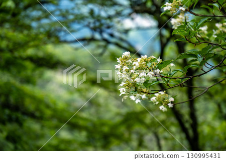 【日本百座名山】劍山：盛夏登山道兩旁盛開的溲疏，德島縣美馬市 130995431