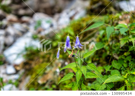 [Japan's 100 Famous Mountains] Mt. Tsurugi: Sobana flowers blooming along the hiking trail in midsummer, Mima City, Tokushima Prefecture 130995434