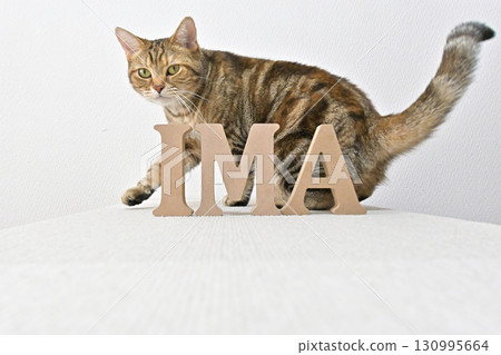 Cherish the present, a message from cats 130995664