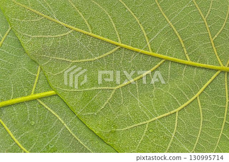 Texture of dark green leaves. Detail of the underside of green leaves. Macro image, close-up. Concept of a green textured background. 130995714