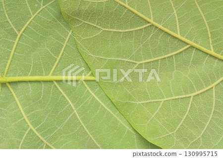 Texture of a dark green leaf. Detail of the underside of a large green leaf. Macro image, close-up. Concept of a green textured background. 130995715
