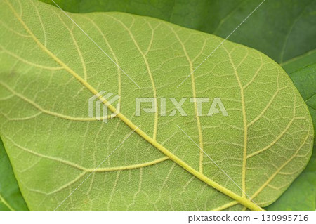 Texture of a dark green leaf. Detail of the underside of a large green leaf. Macro image, close-up. Concept of a green textured background. 130995716